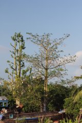 22-Ceiba tree